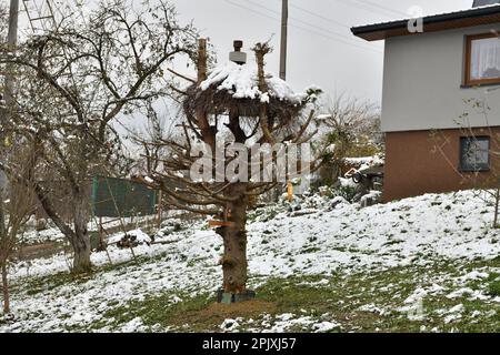 Der alte Nadelbaum dient im Winter in der Nähe von Menschenhäusern als Futterquelle für Vögel Stockfoto