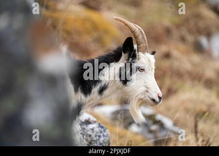 Schottische wilde Ziege, die hinter einem Felsbrocken auftaucht Stockfoto