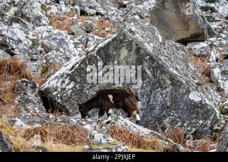 Britische Wildziege auf Felsfeld Stockfoto