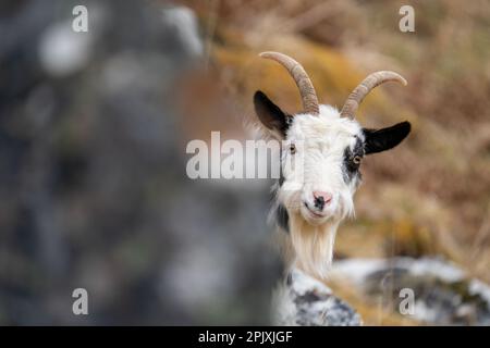 Britische wilde Ziege, die hinter einem Felsbrocken schwebt Stockfoto