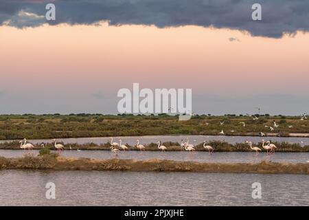 Großflamingos im Nationalpark Ria Formosa, Algarve, Portugal Stockfoto