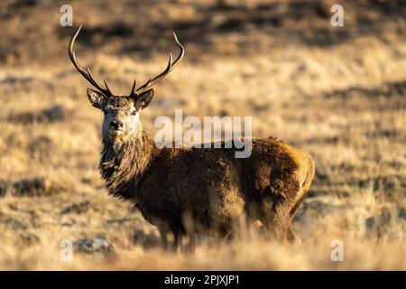 Rotwild-Hirsch im Spätwintermantel Stockfoto