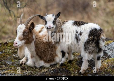 Schottische Wildziege mit einem 2 Monate alten Kind Stockfoto