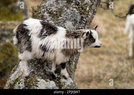 Wilde Ziege auf Baumstamm-Basis, Schottland. Stockfoto