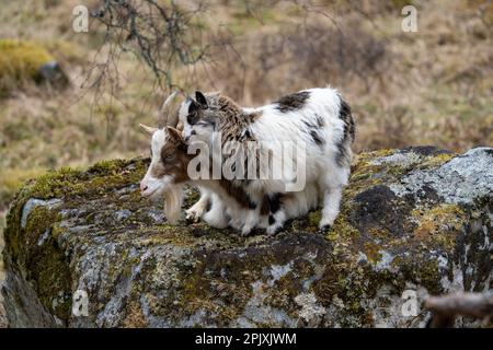 Wild Goat Kid kuschelt an seine Mutter Stockfoto