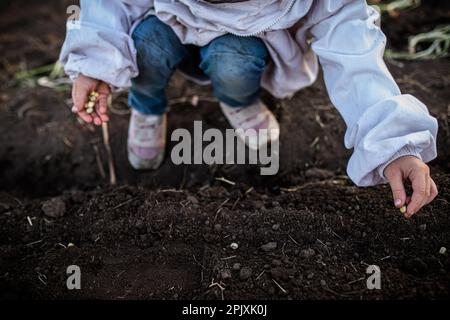 Nahaufnahmen von Kinderhänden, die Erbsensamen in der fruchtbaren Erde des Gartens säen und sich auf eine reichhaltige Ernte vorbereiten Stockfoto