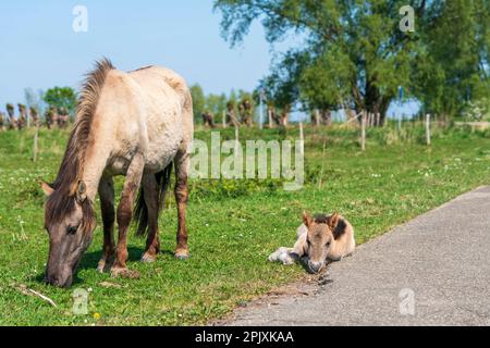 Mutter und Neugeborenes Pony grasen auf holländischem Gras. Wilde Konikpferde in einem niederländischen Nationalpark Stockfoto