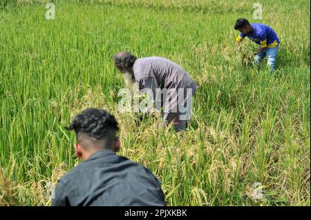 03. April 2023 Sylhet-Bangladesch: Jalal Mia, ein 65-jähriger Bauer aus Uftar Haor in Sylhets Khadim Nagar-Vereinigung, schneidet seine beschädigten Ernten, nachdem der Explosionspilz sein gesamtes Erntefeld angegriffen hatte. Aufgrund ungünstiger Witterungsbedingungen, aufgrund unzureichender Niederschläge in der Wintersaison im Land, hat diese Explosionspilzkrankheit die Reisorten BRRI-28 und BRRI-29 befallen und sogar das Sprühen des Medikaments hat nicht zu Ergebnissen geführt. Am 03. April 2023 in Sylhet, Bangladesch (Foto: MD Rafayat Haque Khan/Eyepix Group/Sipa USA) Stockfoto