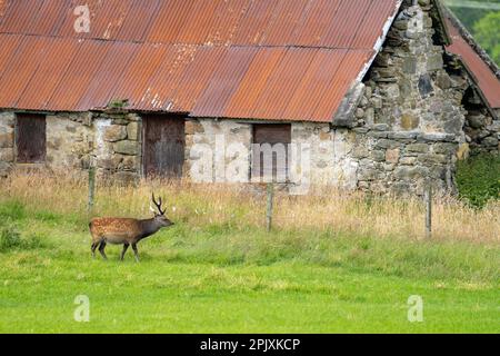 Sika Stag im Sommer neben dem alten Bauernhaus Stockfoto