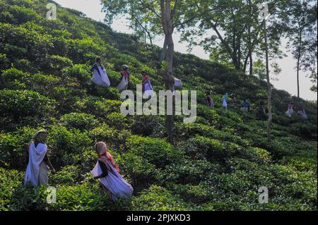 Sylhet, Bangladesch. 03. April 2023. Teepflücker pflücken Teeblätter im Ali Bahar Tea Garden von Sylhet Bangladesch. Für die jüngste Niederschlagszone Sylhet wird mit einer optimalen Teeproduktion gerechnet. Am 03. April 2023 in Sylhet, Bangladesch (Foto: MD Rafayat Haque Khan/Eyepix Group/Sipa USA), SIPA USA/Alamy Live News Stockfoto