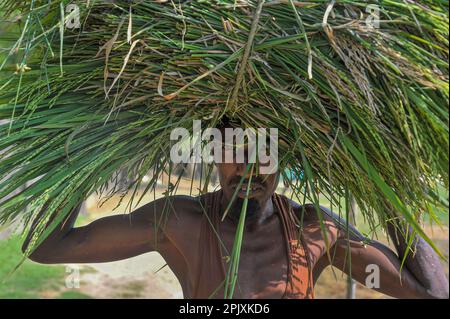 Sylhet, Bangladesch. 03. April 2023. Ein Bauer aus der Gegend von Baish Tilla von Sylhets Khadim Nagar Union, der mit seinem Paddy zurückkommt. Aufgrund ungünstiger Witterungsbedingungen, aufgrund unzureichender Niederschläge in der Wintersaison im Land, hat diese Explosionspilzkrankheit die Reisorten BRRI-28 und BRRI-29 befallen und sogar das Sprühen des Medikaments hat nicht zu Ergebnissen geführt. Am 03. April 2023 in Sylhet, Bangladesch (Foto: MD Rafayat Haque Khan/Eyepix Group/Sipa USA), SIPA USA/Alamy Live News Stockfoto