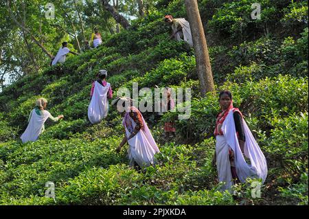 Sylhet, Bangladesch. 03. April 2023. Teepflücker pflücken Teeblätter im Ali Bahar Tea Garden von Sylhet Bangladesch. Für die jüngste Niederschlagszone Sylhet wird mit einer optimalen Teeproduktion gerechnet. Am 03. April 2023 in Sylhet, Bangladesch (Foto: MD Rafayat Haque Khan/Eyepix Group/Sipa USA), SIPA USA/Alamy Live News Stockfoto