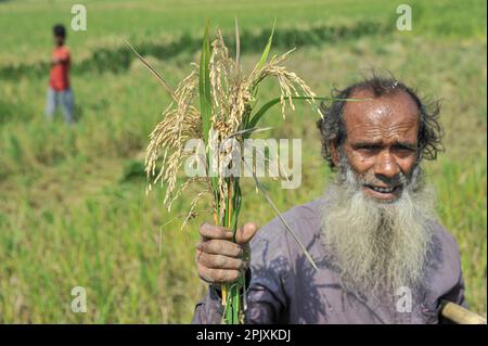 Sylhet, Bangladesch. 03. April 2023. Jalal Mia, ein 65-jähriger Bauer aus Uftar Haor in Sylhets Khadim Nagar-Vereinigung, zeigt seine beschädigten Ernten in seiner Hand, nachdem der Explosionspilz sein gesamtes Erntefeld angegriffen hat. Aufgrund ungünstiger Witterungsbedingungen, aufgrund unzureichender Niederschläge in der Wintersaison im Land, hat diese Explosionspilzkrankheit die Reisorten BRRI-28 und BRRI-29 befallen und sogar das Sprühen des Medikaments hat nicht zu Ergebnissen geführt. Am 03. April 2023 in Sylhet, Bangladesch (Foto: MD Rafayat Haque Khan/Eyepix Group/Sipa USA), SIPA USA/Alamy Live News Stockfoto