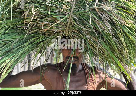 Sylhet, Bangladesch. 03. April 2023. Ein Bauer aus der Gegend von Baish Tilla von Sylhets Khadim Nagar Union, der mit seinem Paddy zurückkommt. Aufgrund ungünstiger Witterungsbedingungen, aufgrund unzureichender Niederschläge in der Wintersaison im Land, hat diese Explosionspilzkrankheit die Reisorten BRRI-28 und BRRI-29 befallen und sogar das Sprühen des Medikaments hat nicht zu Ergebnissen geführt. Am 03. April 2023 in Sylhet, Bangladesch (Foto: MD Rafayat Haque Khan/Eyepix Group/Sipa USA), SIPA USA/Alamy Live News Stockfoto