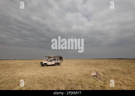 Intensive Begegnung: Ein Gepard hat gerade einen Impala gefangen und isst ihn direkt vor Safaritouristen in der Weite der Masai Mara in Kenia. Stockfoto