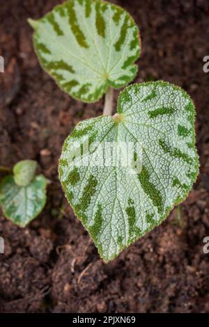 Nahaufnahme der Begonia-Pflanze im Garten, Begonia imperialis, Zierpflanze mit silbergrün strukturiertem, herzförmigem Laub Stockfoto