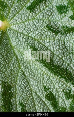 Makroansicht der Blattoberfläche der Begonia, der silbergrünen, haarigen oder flauschigen, strukturierten Oberfläche eines Blatts, Vollformat, natürlicher Hintergrund Stockfoto