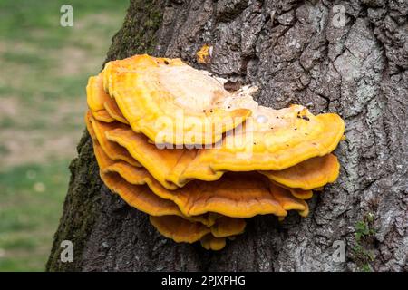 Lagenschichten des Fruchtkörpers, bekannt als Huhn des Waldes, wissenschaftlicher Name Laetiporus sulureus, ein leuchtend gelber essbarer Halterungspilz Stockfoto