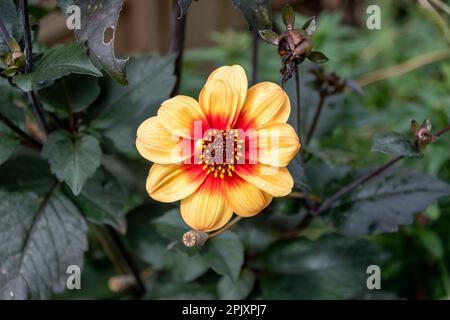 Eine Blüte der sonnigen Dahlia. Mit orangefarbenen gelben Blütenblättern mit roter Mitte in einem einzigen offenen Aufstrich gegenüber dem dunklen burgunderroten Laub o Stockfoto