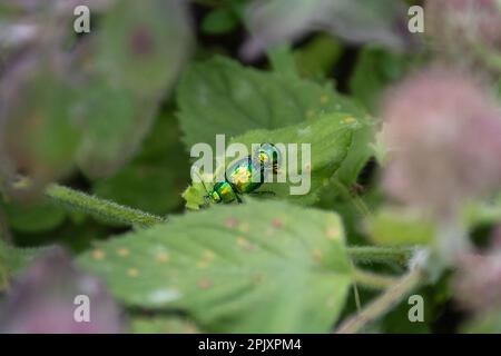 Ein Paar Minzkäfer, Chrysolina herbacea, im Paarungsprozess auf den Blättern der Wasserminze, Mentha aquatica Stockfoto