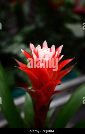 Nahaufnahme der roten Bromelienblume auf dunklem Hintergrund Stockfoto