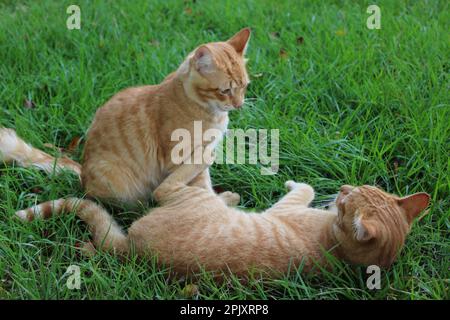 Ingwerkatzen, die auf dem Gras spielen Stockfoto