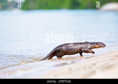 Glatt beschichteter Otter verlässt das Meer und schließt sich dem Rest der Familie an, der am Strand von Singapur ruht Stockfoto