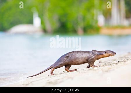 Glatt beschichteter Otter verlässt das Meer und schließt sich dem Rest der Familie an, der am Strand von Singapur ruht Stockfoto