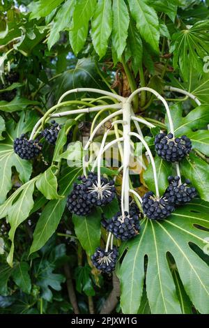 Fatsia japonica, japanisches AraI, Rizinusöl, Fatsi, immergrüner Strauß, Kleine schwarze Früchte Stockfoto