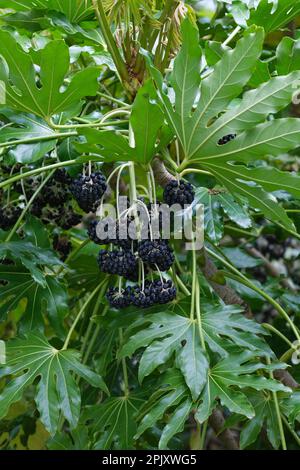 Fatsia japonica, japanisches AraI, Rizinusöl, Fatsi, immergrüner Strauß, Kleine schwarze Früchte Stockfoto