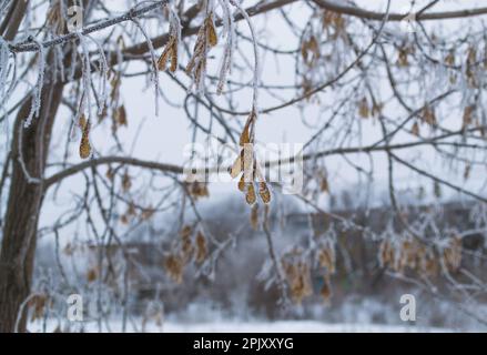 Ahornsamen auf einem mit Frost bedeckten Ast vor dem Hintergrund anderer Äste und Samen Stockfoto