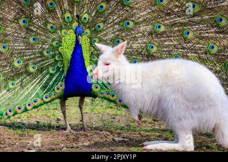 Reken, NRW, Deutschland. 04. April 2023. Ein wunderschöner freilaufender indischer Pfau zeigt seinen blau-grünen schillernden Zug und sein Gefieder in einem offensichtlichen Versuch, eine weiße (Albino) Bennett's Wallaby im Frankenhof Wildpark im Münsterland heute in wunderschönem Sonnenschein zu beeindrucken und zu zaubern. Das Wallaby, während es seltsamerweise um die Erbschwärze hüpft, scheint weniger von ihrem Verehrer begeistert zu sein. Kredit: Imageplotter/Alamy Live News Stockfoto