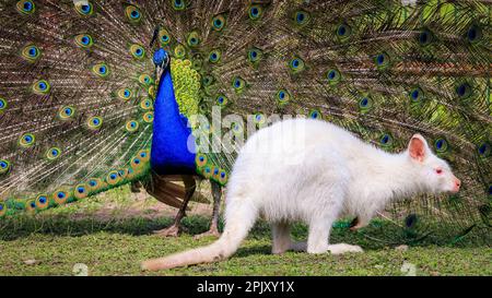 Reken, NRW, Deutschland. 04. April 2023. Ein wunderschöner freilaufender indischer Pfau zeigt seinen blau-grünen schillernden Zug und sein Gefieder in einem offensichtlichen Versuch, eine weiße (Albino) Bennett's Wallaby im Frankenhof Wildpark im Münsterland heute in wunderschönem Sonnenschein zu beeindrucken und zu zaubern. Das Wallaby, während es seltsamerweise um die Erbschwärze hüpft, scheint weniger von ihrem Verehrer begeistert zu sein. Kredit: Imageplotter/Alamy Live News Stockfoto