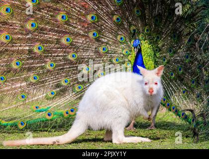 Reken, NRW, Deutschland. 04. April 2023. Ein wunderschöner freilaufender indischer Pfau zeigt seinen blau-grünen schillernden Zug und sein Gefieder in einem offensichtlichen Versuch, eine weiße (Albino) Bennett's Wallaby im Frankenhof Wildpark im Münsterland heute in wunderschönem Sonnenschein zu beeindrucken und zu zaubern. Das Wallaby, während es seltsamerweise um die Erbschwärze hüpft, scheint weniger von ihrem Verehrer begeistert zu sein. Kredit: Imageplotter/Alamy Live News Stockfoto