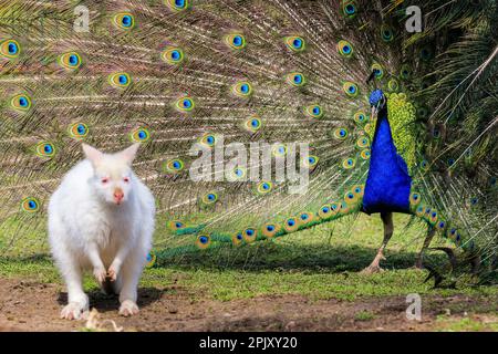 Reken, NRW, Deutschland. 04. April 2023. Ein wunderschöner freilaufender indischer Pfau zeigt seinen blau-grünen schillernden Zug und sein Gefieder in einem offensichtlichen Versuch, eine weiße (Albino) Bennett's Wallaby im Frankenhof Wildpark im Münsterland heute in wunderschönem Sonnenschein zu beeindrucken und zu zaubern. Das Wallaby, während es seltsamerweise um die Erbschwärze hüpft, scheint weniger von ihrem Verehrer begeistert zu sein. Kredit: Imageplotter/Alamy Live News Stockfoto