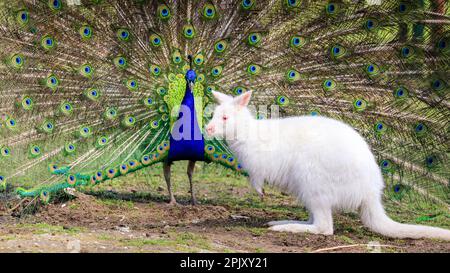 Reken, NRW, Deutschland. 04. April 2023. Ein wunderschöner freilaufender indischer Pfau zeigt seinen blau-grünen schillernden Zug und sein Gefieder in einem offensichtlichen Versuch, eine weiße (Albino) Bennett's Wallaby im Frankenhof Wildpark im Münsterland heute in wunderschönem Sonnenschein zu beeindrucken und zu zaubern. Das Wallaby, während es seltsamerweise um die Erbschwärze hüpft, scheint weniger von ihrem Verehrer begeistert zu sein. Kredit: Imageplotter/Alamy Live News Stockfoto