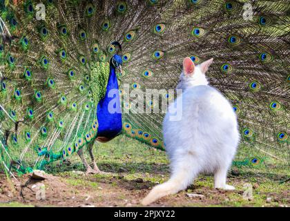Reken, NRW, Deutschland. 04. April 2023. Ein wunderschöner freilaufender indischer Pfau zeigt seinen blau-grünen schillernden Zug und sein Gefieder in einem offensichtlichen Versuch, eine weiße (Albino) Bennett's Wallaby im Frankenhof Wildpark im Münsterland heute in wunderschönem Sonnenschein zu beeindrucken und zu zaubern. Das Wallaby, während es seltsamerweise um die Erbschwärze hüpft, scheint weniger von ihrem Verehrer begeistert zu sein. Kredit: Imageplotter/Alamy Live News Stockfoto
