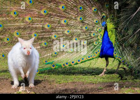 Reken, NRW, Deutschland. 04. April 2023. Ein wunderschöner freilaufender indischer Pfau zeigt seinen blau-grünen schillernden Zug und sein Gefieder in einem offensichtlichen Versuch, eine weiße (Albino) Bennett's Wallaby im Frankenhof Wildpark im Münsterland heute in wunderschönem Sonnenschein zu beeindrucken und zu zaubern. Das Wallaby, während es seltsamerweise um die Erbschwärze hüpft, scheint weniger von ihrem Verehrer begeistert zu sein. Kredit: Imageplotter/Alamy Live News Stockfoto