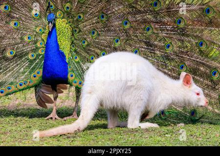 Reken, NRW, Deutschland. 04. April 2023. Ein wunderschöner freilaufender indischer Pfau zeigt seinen blau-grünen schillernden Zug und sein Gefieder in einem offensichtlichen Versuch, eine weiße (Albino) Bennett's Wallaby im Frankenhof Wildpark im Münsterland heute in wunderschönem Sonnenschein zu beeindrucken und zu zaubern. Das Wallaby, während es seltsamerweise um die Erbschwärze hüpft, scheint weniger von ihrem Verehrer begeistert zu sein. Kredit: Imageplotter/Alamy Live News Stockfoto