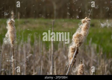 Reife Stacheln von gewöhnlichem Busch, die flauschige Schmerzen freisetzen Stockfoto