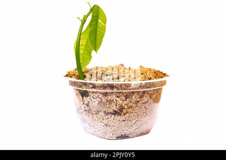 Ein kleiner Keim einer Pflanze in einem Glas wird auf weißem Hintergrund isoliert Stockfoto