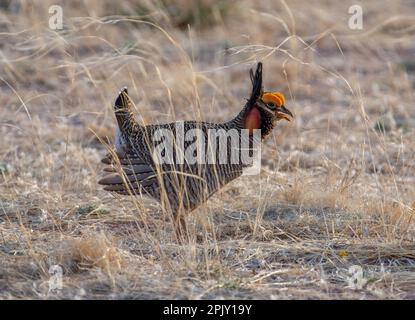 Ein vom Aussterben bedrohter männlicher Lesser Prairie-Chicken auf einem blühenden Frühlingsgelände im Süden von New Mexico. Stockfoto