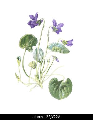 Viola odorata oder violette Holzblume. Handgezeichnete Blumen Illustration. Süßes Violett, englisches Violett oder gewöhnliches Violett. Alte Wildblumen. Stockfoto