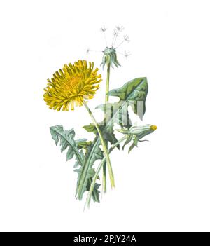 Löwenzahnblume. Antikes Bild von handgezeichneten Blumen. (Taraxacum) Vintage und antike Blumen. Wilde Löwenzahn-Blüten-Illustration. 19. Jahrhundert. Stockfoto