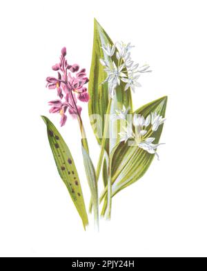Gewöhnliche Orchidee und Alliumursinumblüte. Wilder Knoblauch. Antikes Bild von handgezeichneten Blumen. Vintage und antike Blumen. Wildblumen-Illustration. Stockfoto
