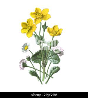 Sumpfblüte. (caltha palustris) Gänseblümchen oder bellis perennis. Antikes Bild von handgezeichneten Blumen. Alte Wildblumen. Stockfoto