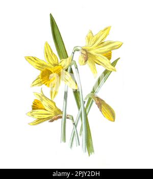 Narzissenblüte. (Narzissen). Antikes Bild von handgezeichneten Blumen. Vintage und antike Blumen. Wilde Blume Illustration. 19. Jahrhundert. Stockfoto