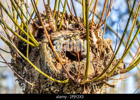 Leiter Der Weinweide (Salix Babylonica) Stockfoto
