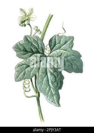 Rote berried Bryony oder Bryonia dioica Cucurbitaceae Heilpflanze. Antikes handgezeichnetes Blumenmotiv. Vintage- und antike Wildblumen. Stockfoto