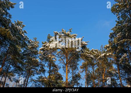 Winterwald Kiefern mit Schnee in den Baumkronen an sonnigen Tagen. Stockfoto